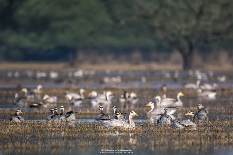 Bar-headed Goose Family