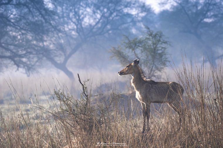 Bluebull in Habitat