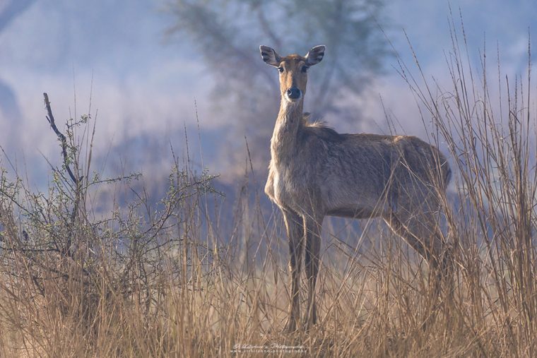 Eye Contact with Sambar Deer