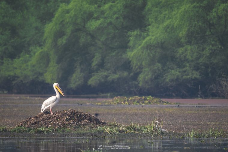 Great White Pelican