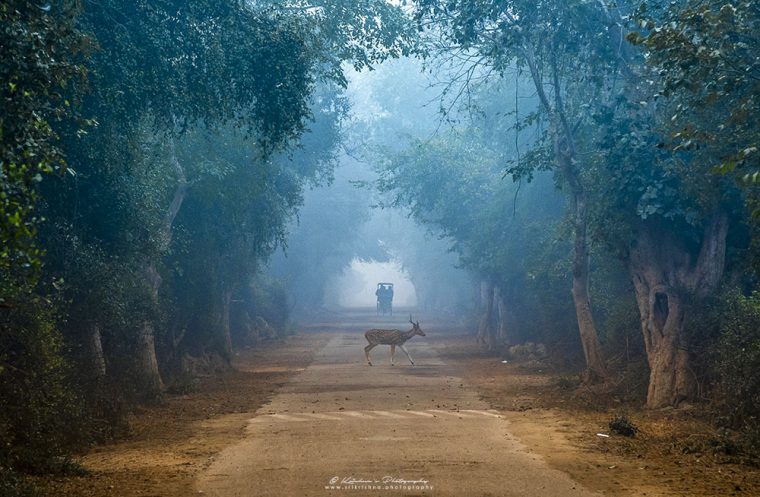 Misty Morning
