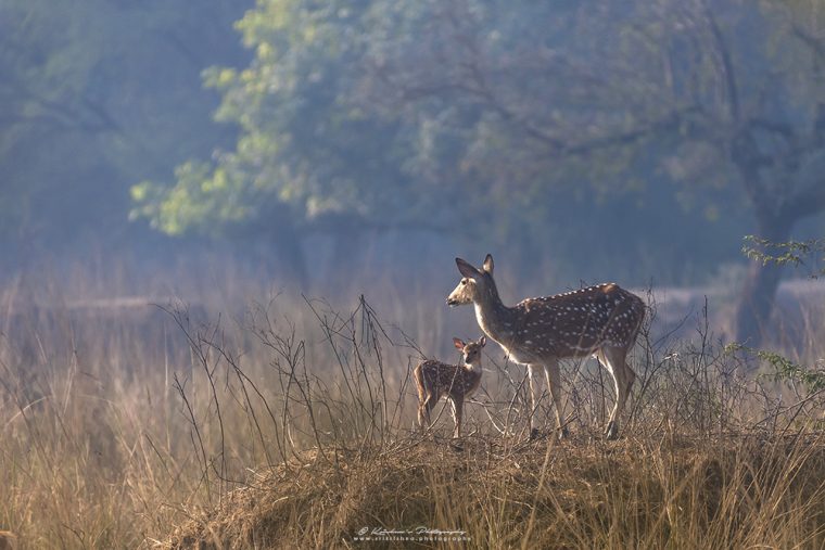 Mother's Love