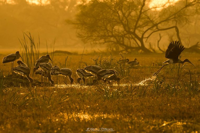 Painted Storks