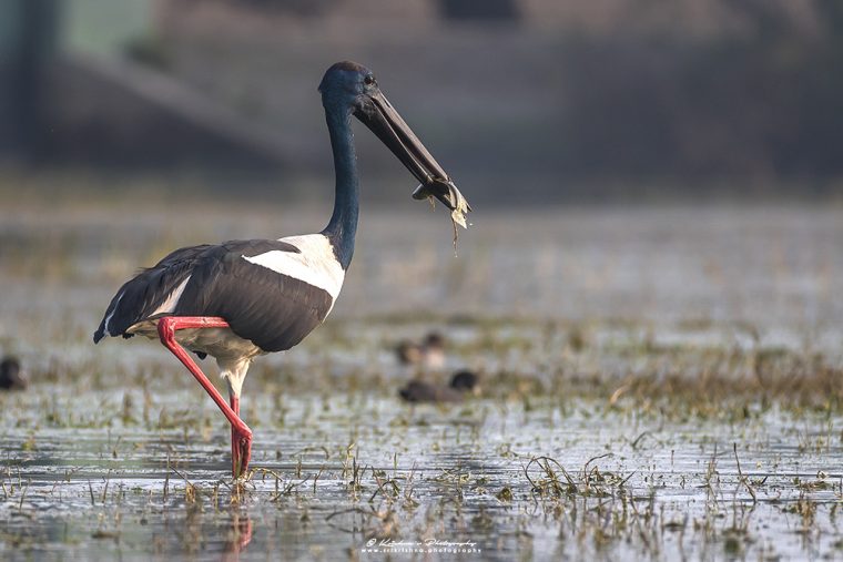 Black Necked Stork
