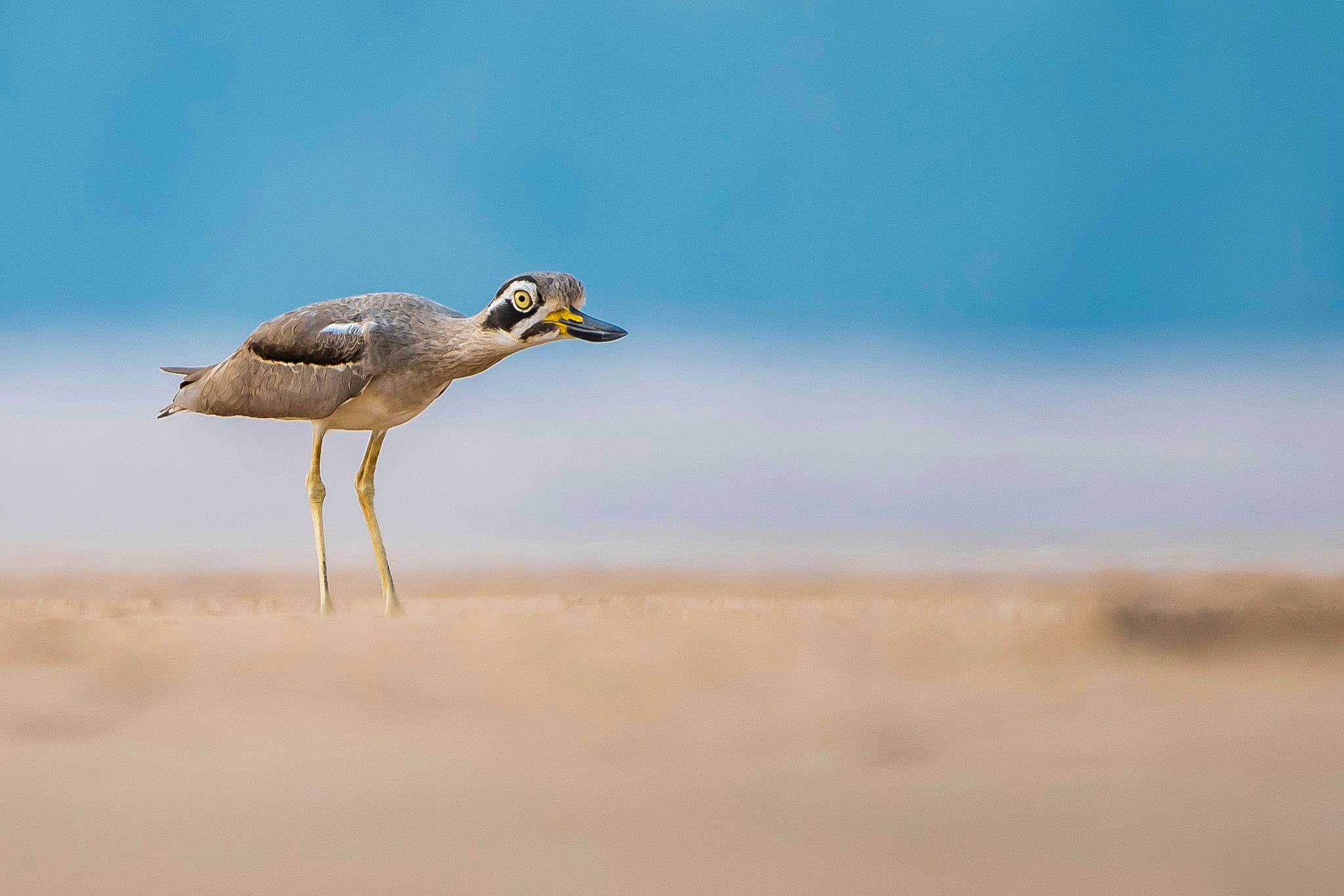Great Thick Knee
