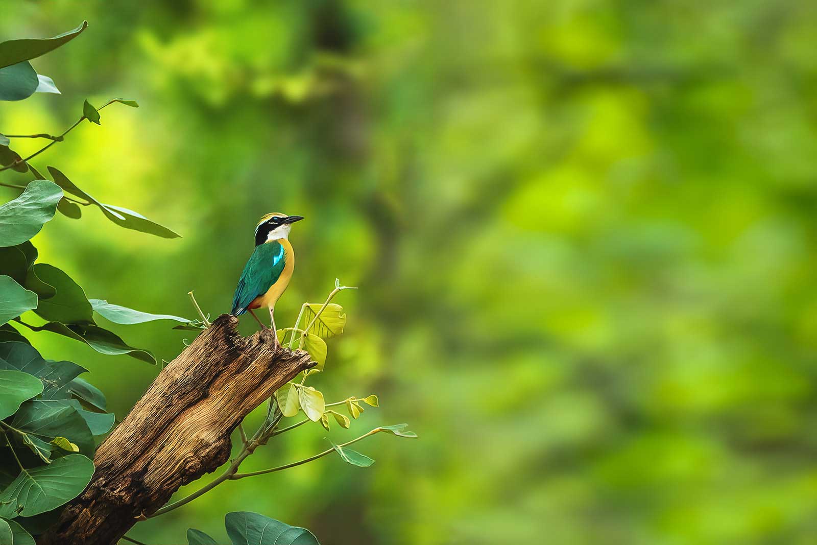 Indian Pitta