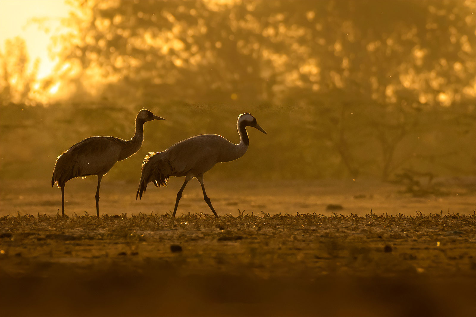 Common Crane