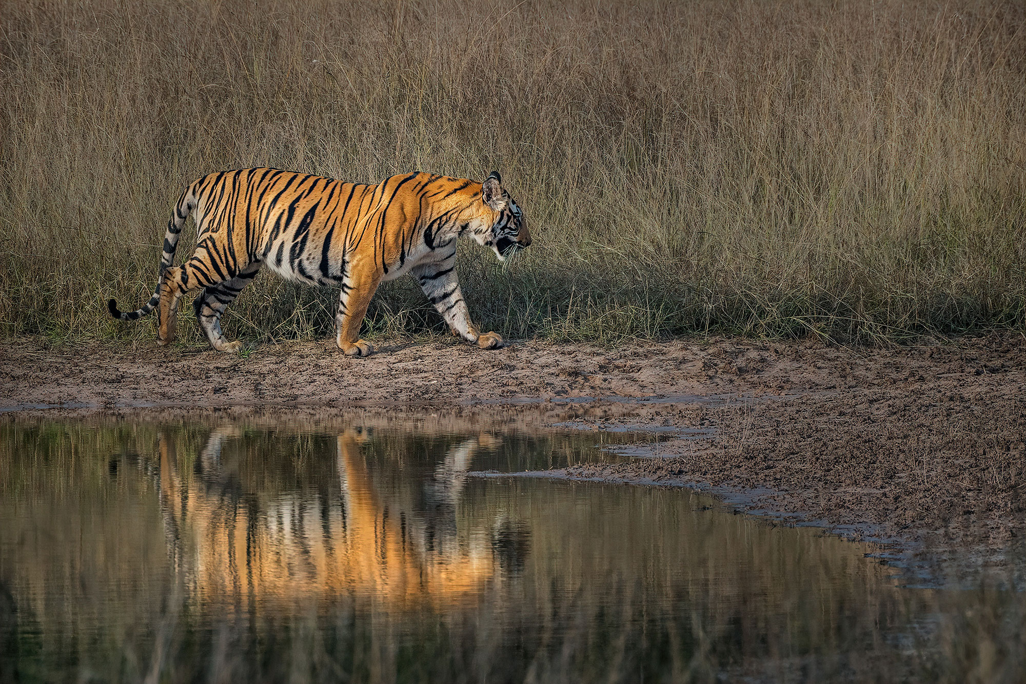 Tiger Reflection