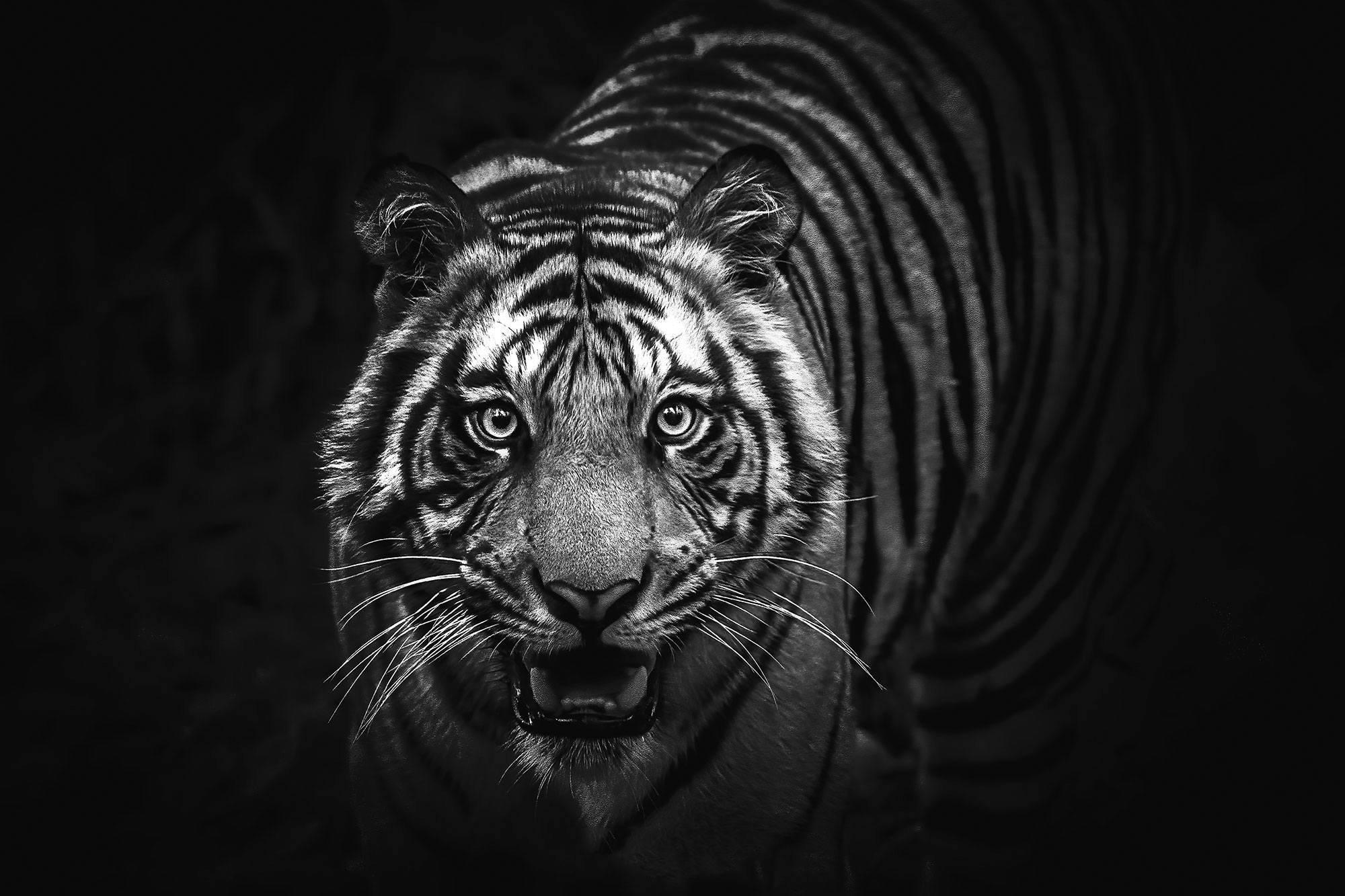 Angry Tiger
